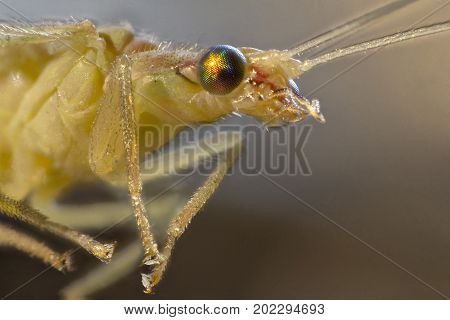 macro shot showing the head of a green lacewing