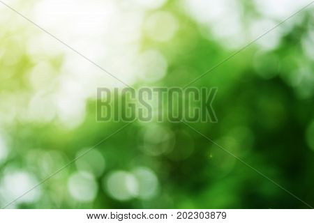 Beauty Nature Bokeh. Abstract background beautiful greenyellow or colorful bokeh blur background and texture with morning sunlight. copy space for any design. Spring summer natural blurred background