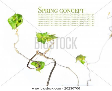 foråret koncept. gnarly grene med unge blade på hvid baggrund.