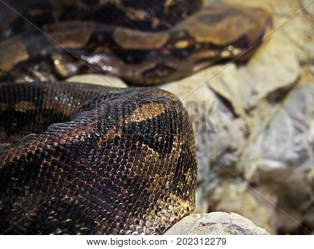 Closeup Boa Constrictor Coiled on The Rock