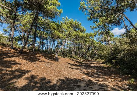 State Forest of Olonne in les Sables d'Olonne (Vendee, France)