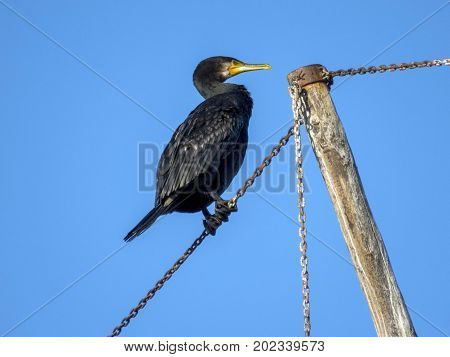 cormorant Phalacrocorax nigrogularis asian, background, beak, beautiful,