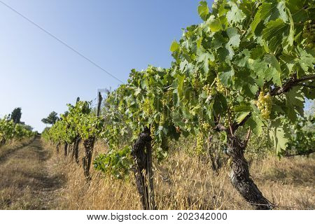 Vernaccia Vineyards on the Siena hills in Tuscany