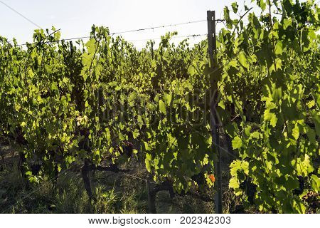 Chianti Vineyards on the Siena hills in Tuscany