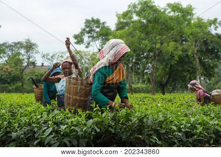 2013 06, India, Assam: Indian female tea picker carrying traditional tea basket on her head plucks tea leaves on tea plantations in Assam