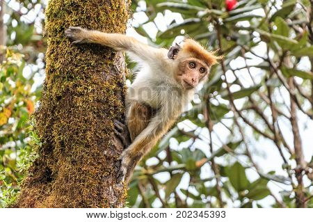Photograph of Sri-Lankan toque macaque or Macaca sinica