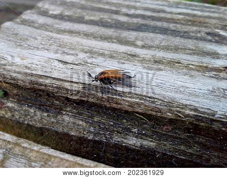 Cockchafer / May Bug Going to the Left