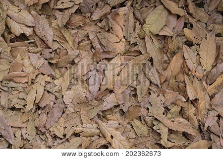 Texture dry leaves, image can be used as background