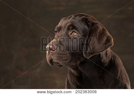 A portrait of a black Labrador dog taken against a black backdrop at studio.