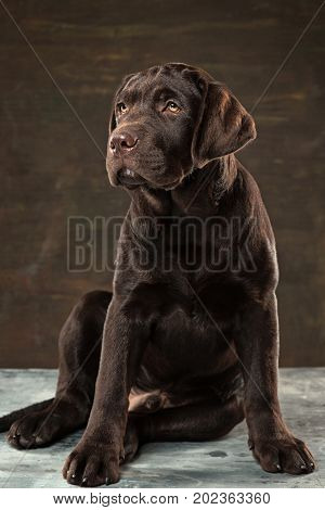 A portrait of a black Labrador dog taken against a black backdrop at studio.