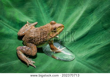 Big frog sitting on a green leaf lily