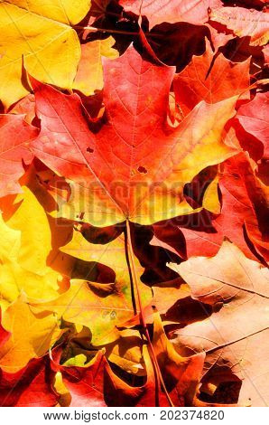 Background autumn maple fall foliage colorful leaves
