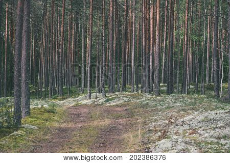 Country Road In Forest - Vintage Effect