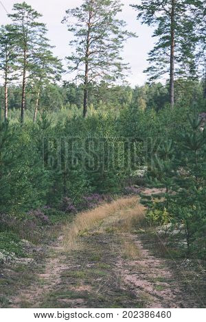 Country Road In Forest - Vintage Effect