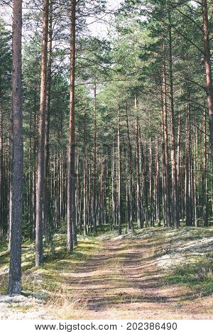Country Road In Forest - Vintage Effect