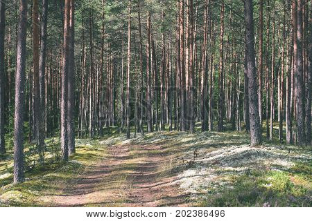 Country Road In Forest - Vintage Effect