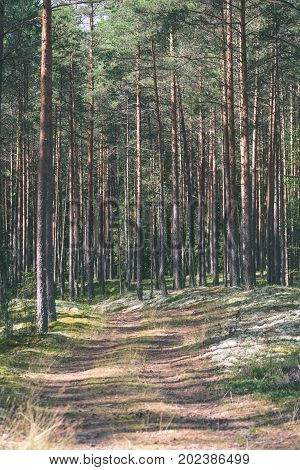 Country Road In Forest - Vintage Effect