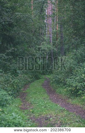 Country Road In Forest - Vintage Effect