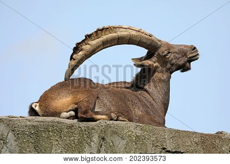 Alpine ibex lying on a rock with a clear blue sky background