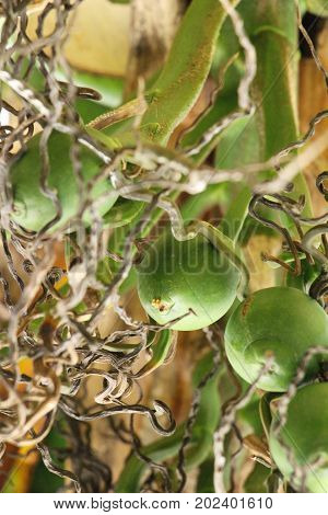 Betel parm on tree with the nature