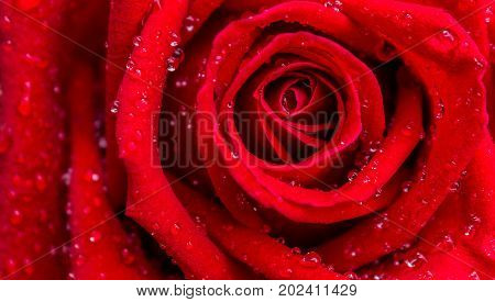 Red rose with dew on petals in valentine day with love.