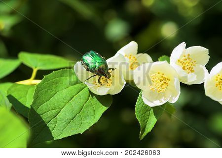 Chafer on white Background macro shot. May beetles, or May crunches Chafer on a white jasmine flower, macro shot. May beetles, or May crunches Latin Melolontha - a kind of insect family of lamelliformes, living in Europe and Asia.