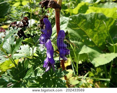 blue monkshood flower on meadow , (Aconitum napellus)