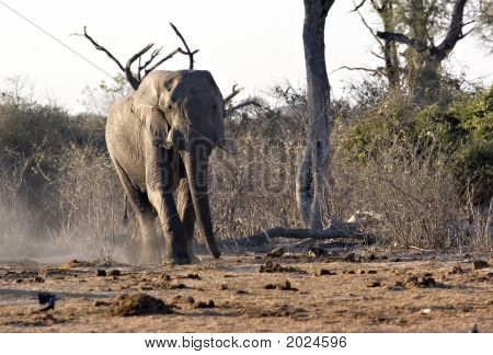 Slon africký v Savute