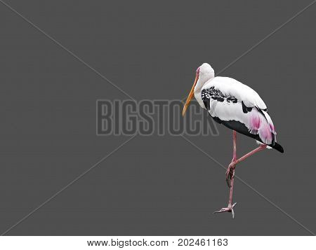 Closeup Lesser Adjutant Standing Isolated on Gray Background Clipping Path