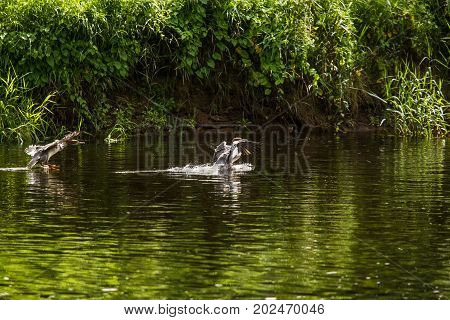Beautiful young great crested grebe birds swimming in the river. Countru landscape with birds.