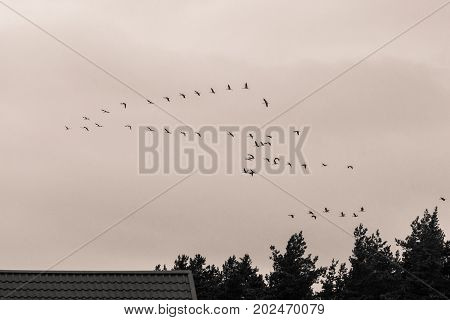 A beautiful formation of a migratory birds in autumn. Cranes flying to the south in fall. Monochrome photograph.