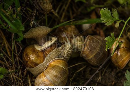 A beautiful lot of live burgundy snails in the forest. Natural scenery with snails.