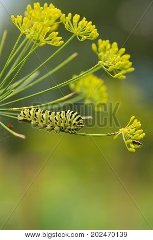 A caterpillar of a papilio machaon butterfly sitting on a dill flower. Macro close-up photo.