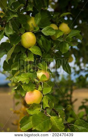 A beautiful natural apples hanging in the apple tree in the end of summer. Countruside landscape in orchard.