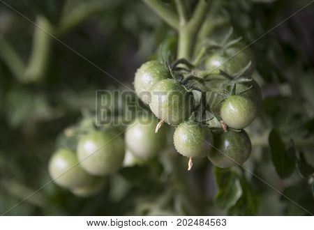 Growing the tomatoes. Immature tomatoes on a branch close-up