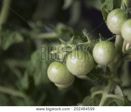 A few immature tomatoes on a branch