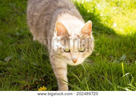 beautiful fluffy cat on green grass closeup