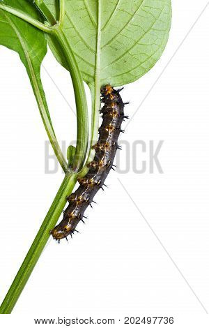 Blue Pansy (junonia Orithya) Caterpillar