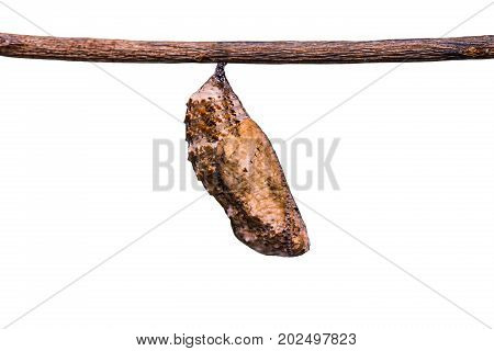 Blue Pansy (junonia Orithya) Pupa