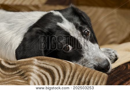 Portrait of a sad puppy lying on the floor.