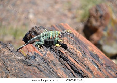 collard lizard seen in Arizona's petrified forest.