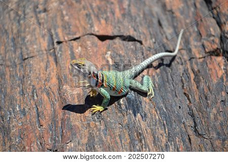 collard lizard seen in Arizona's petrified forest / painted desert national park