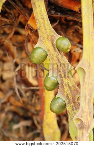 Betel parm on tree with the nature