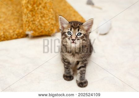 A cute little kitten looks at the owner. Pets. Hypoallergenic breed of cats