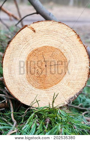 Pine wood tree rings or log crossection. Outdoors closeup.