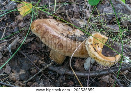 Paxillus Involutus Mushroom