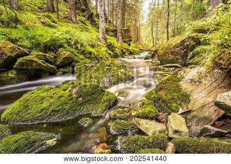 A small waterfall in a green forest with water, rocks, moss and ferns, Norway