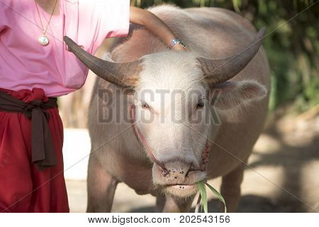 An albino water buffalo that was tied rope