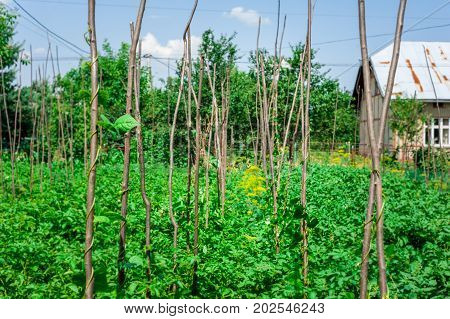 Cow pea plants growing up in backyard garden under the sun