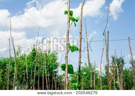Cow pea plants growing up in backyard garden under the sun